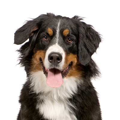 imageAnimal4.jpg