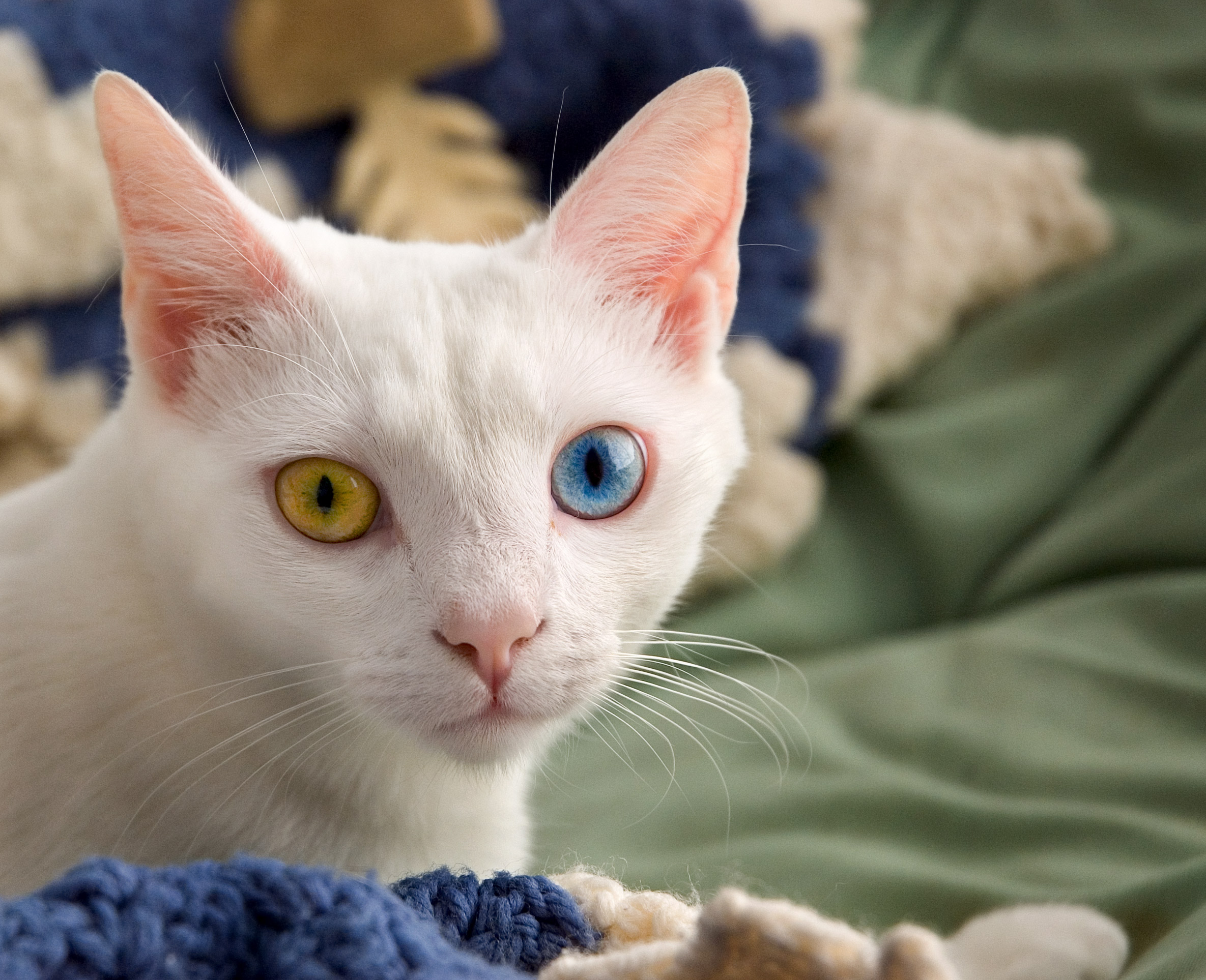 imageAnimal5.jpg